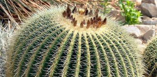 Cosa sono le piante grasse 1153 0 Cosa sono le piante grasse